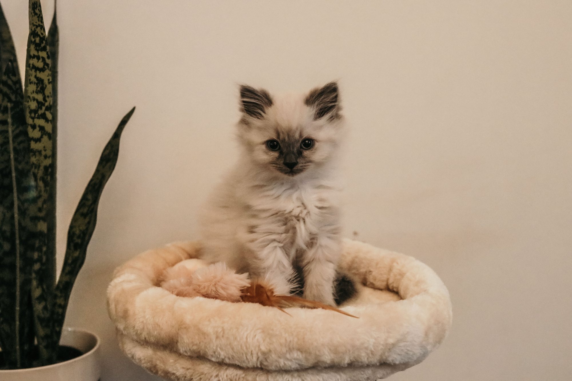Paws & Whiskers — Pets & Animals