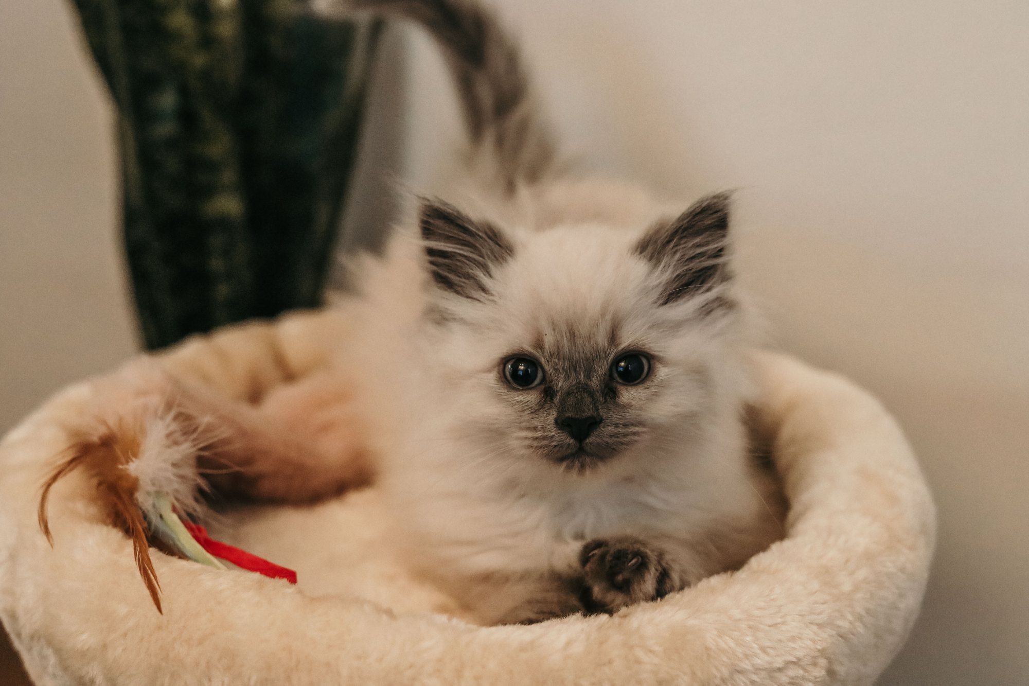 Pet & Animal Sessions