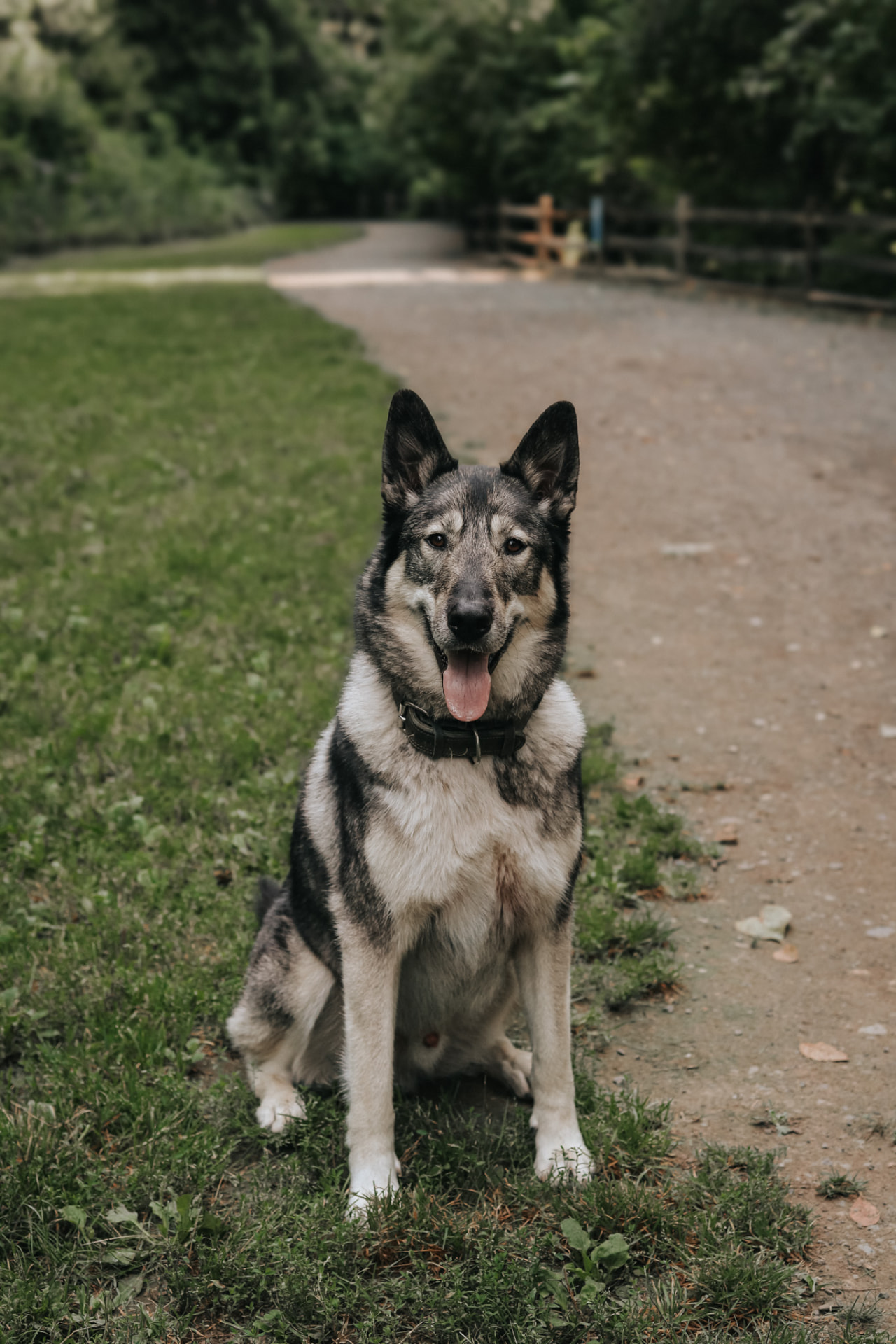 Dog sitting attentively on park path
