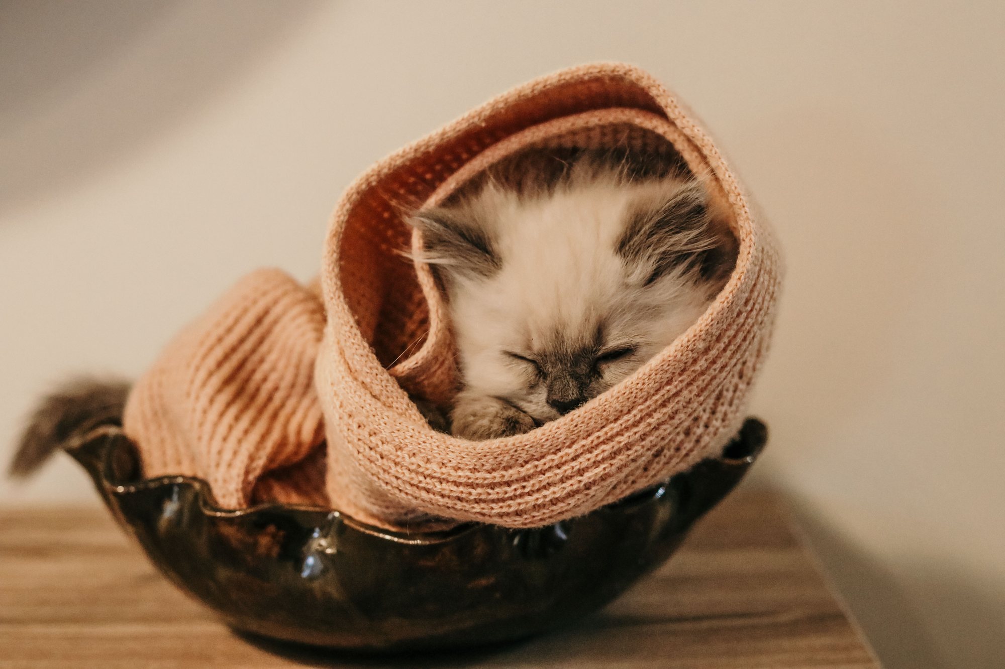 Pets & Animals