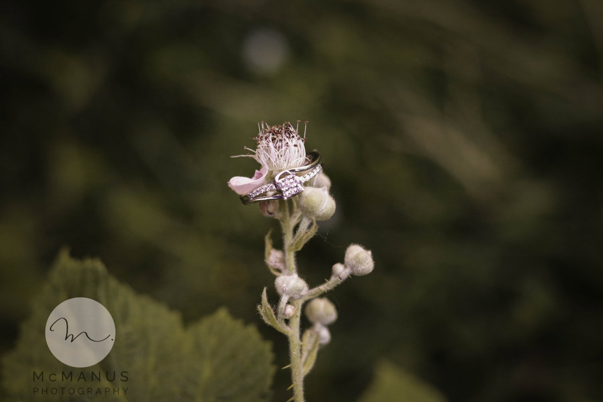 Wedding rings on a flower